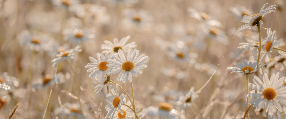 Begleitung bei Demenz mit Herz und Menschlichkeit Margeritenblüten stehen für eine einfühlsame Begleitung von Menschen mit Demenz und den Blick auf den Menschen mit seiner Lebensgeschichte
